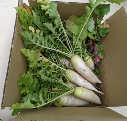 圃場で収穫された野菜類